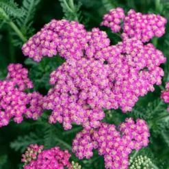 Roots Plants Perennials Achillea 'New Vintage Rose'