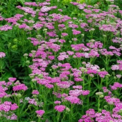 Roots Plants Perennials Achillea 'New Vintage Rose'