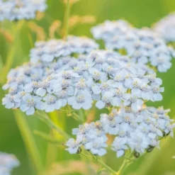 Roots Plants Perennials Achillea 'New Vintage White'