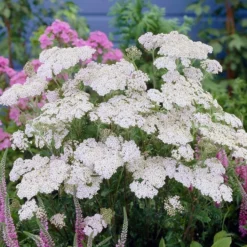 Roots Plants Perennials Achillea 'New Vintage White'