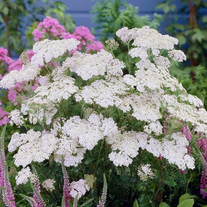 Roots Plants Perennials Achillea 'New Vintage White' 4 Roots Plants Perennials Achillea 'New Vintage White'