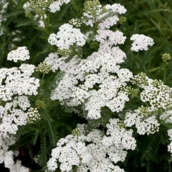 Roots Plants Perennials Achillea 'New Vintage White' 7 Roots Plants Perennials Achillea 'New Vintage White'