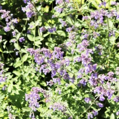 Roots Plants Perennials Nepeta 'Walkers Low'