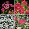 Roots Plants Perennials Achillea New Vintage Collection | 3 X 3L Pots 2 Roots Plants Perennials Achillea New Vintage Collection | 3 X 3L Pots