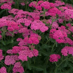 Roots Plants Perennials Achillea New Vintage Collection | 3 X 3L Pots