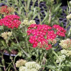 Roots Plants Perennials Achillea New Vintage Collection | 3 X 3L Pots