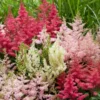 Roots Plants Astilbe Collection | 3 X 3L Pots Perennials