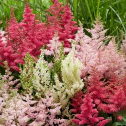 Roots Plants Astilbe Collection | 3 X 3L Pots Perennials