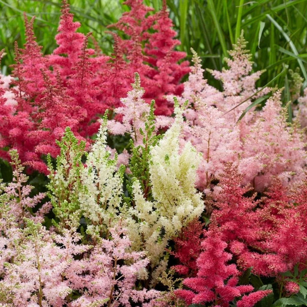 Roots Plants Astilbe Collection | 3 X 3L Pots Perennials 3 Roots Plants Astilbe Collection | 3 X 3L Pots Perennials