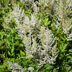 Roots Plants Astilbe Collection | 3 X 3L Pots Perennials