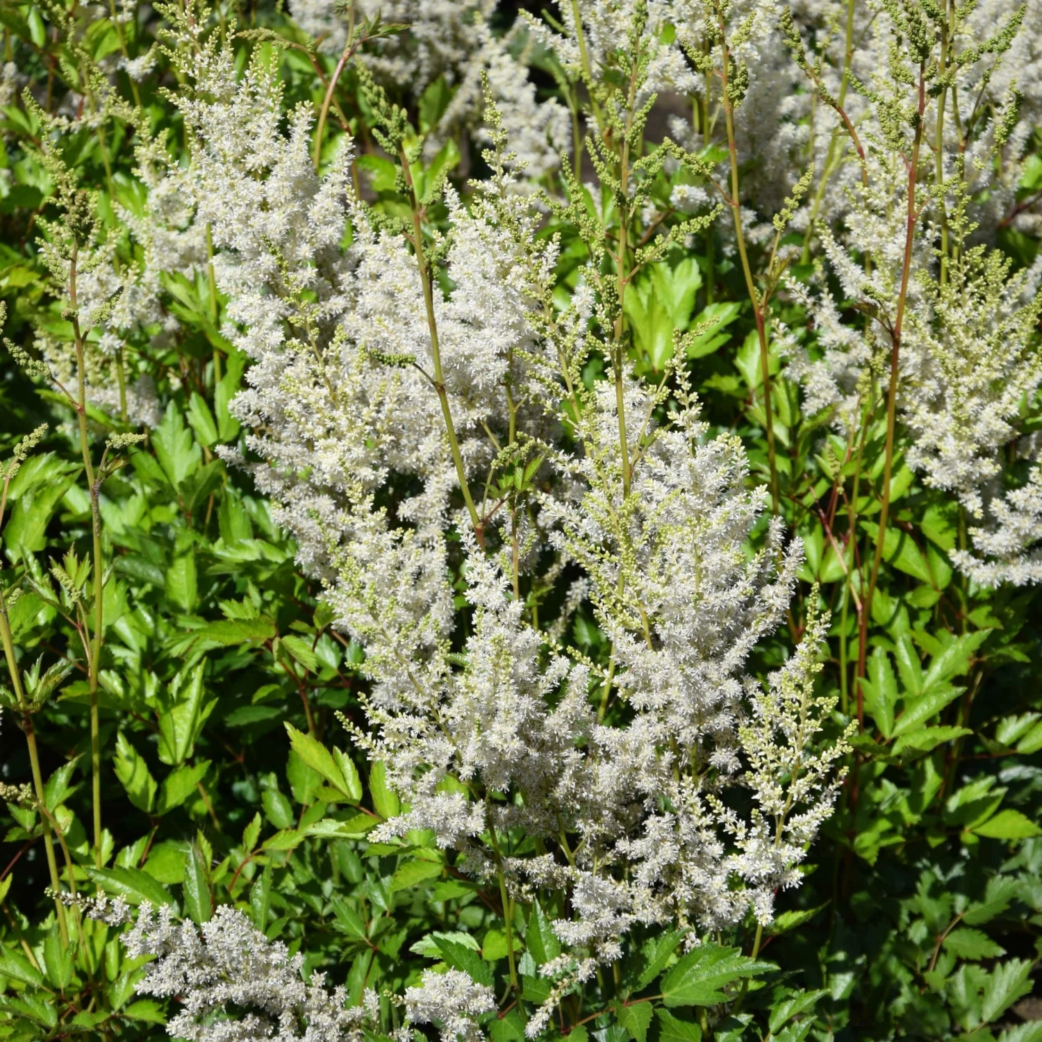 Roots Plants Astilbe Collection | 3 X 3L Pots Perennials 4 Roots Plants Astilbe Collection | 3 X 3L Pots Perennials