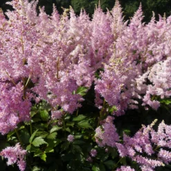 Roots Plants Astilbe Collection | 3 X 3L Pots Perennials 9 Roots Plants Astilbe Collection | 3 X 3L Pots Perennials