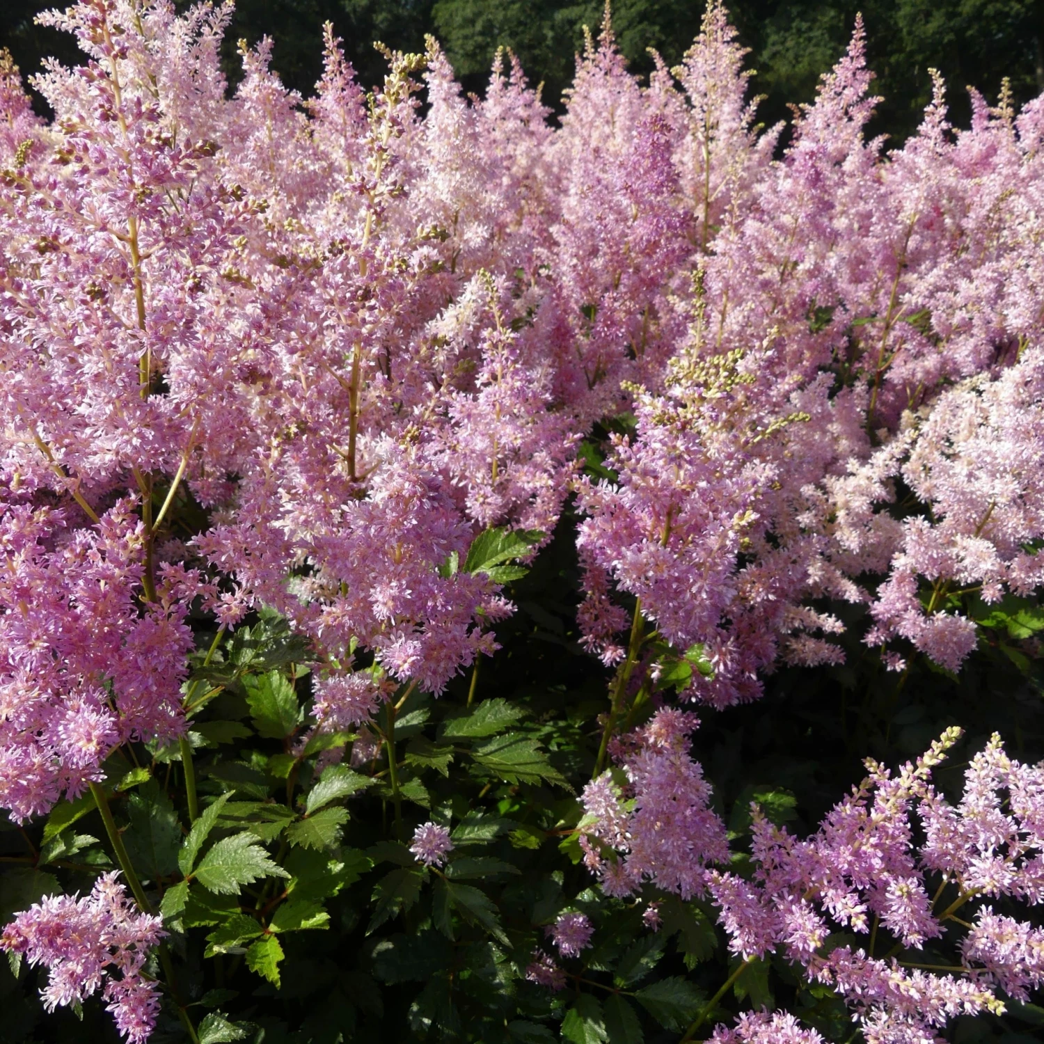 Roots Plants Astilbe Collection | 3 X 3L Pots Perennials 5 Roots Plants Astilbe Collection | 3 X 3L Pots Perennials