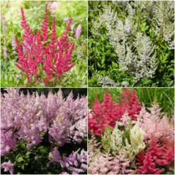 Roots Plants Astilbe Collection | 3 X 3L Pots Perennials 11 Roots Plants Astilbe Collection | 3 X 3L Pots Perennials