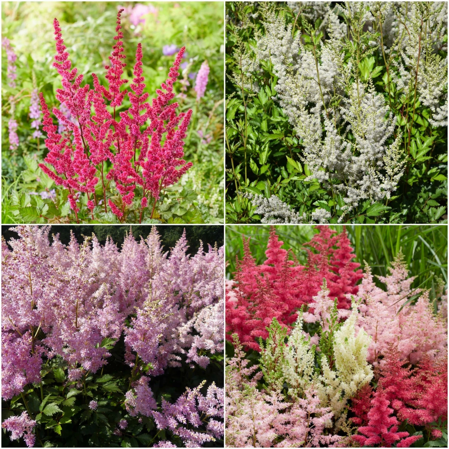 Roots Plants Astilbe Collection | 3 X 3L Pots Perennials 7 Roots Plants Astilbe Collection | 3 X 3L Pots Perennials