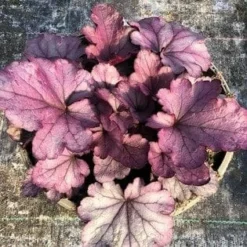 Roots Plants Heuchera 'Huckleberry' Perennials