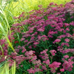 Roots Plants Achillea 'Cerise Queen' Perennials