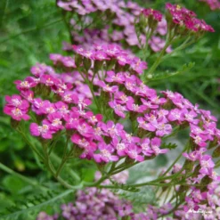 Roots Plants Achillea 'Cerise Queen' Perennials