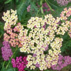 Roots Plants Achillea 'Summer Pastels'