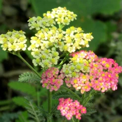 Roots Plants Achillea 'Summer Pastels'