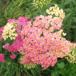 Roots Plants Achillea 'Summer Pastels'