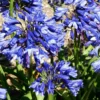 Roots Plants Agapanthus 'Blue Thunder' Perennials