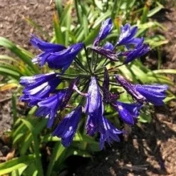 Roots Plants Agapanthus 'Blue Thunder' Perennials