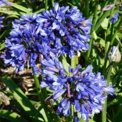 Roots Plants Agapanthus 'Blue Thunder' Perennials
