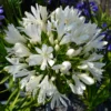 Roots Plants Agapanthus 'Silver Baby' Perennials