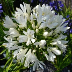 Roots Plants Agapanthus 'Silver Baby' Perennials