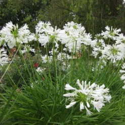 Roots Plants Agapanthus 'Silver Baby' Perennials