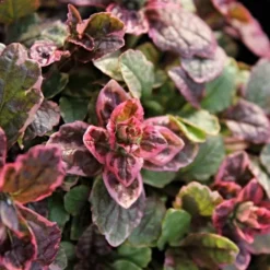 Roots Plants Ajuga 'Burgundy Glow'