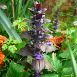 Roots Plants Ajuga 'Burgundy Glow'
