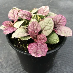 Roots Plants Ajuga 'Burgundy Glow'