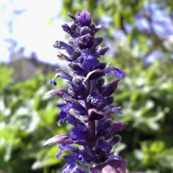 Roots Plants Ajuga 'Burgundy Glow'