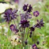 Roots Plants Aquilegia 'Black Barlow'