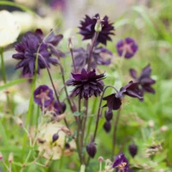 Roots Plants Aquilegia 'Black Barlow'