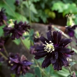 Roots Plants Aquilegia 'Black Barlow'