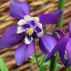 Roots Plants Perennials Aquilegia 'Earlybird Purple White'