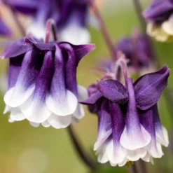 Roots Plants Perennials Aquilegia 'Earlybird Purple White'
