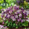 Roots Plants Perennials Aquilegia 'Earlybird Purple White'