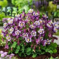 Roots Plants Perennials Aquilegia 'Earlybird Purple White'