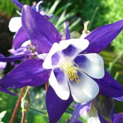 Roots Plants Perennials Aquilegia 'Earlybird Purple White'
