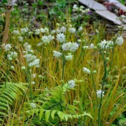 Roots Plants Perennials Aquilegia 'Green Apples'
