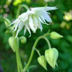 Roots Plants Perennials Aquilegia 'Green Apples'
