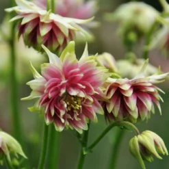 Roots Plants Aquilegia 'Nora Barlow' Perennials