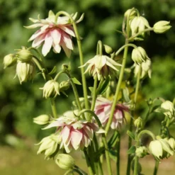 Roots Plants Aquilegia 'Nora Barlow' Perennials