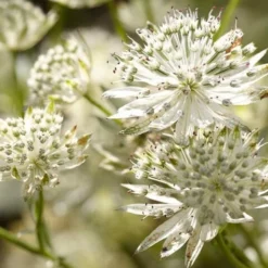 Roots Plants Perennials Astrantia 'Star Of Billion'