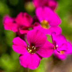 Roots Plants Perennials Aubrieta 'Axcent Burgundy'