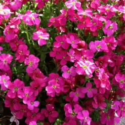Roots Plants Perennials Aubrieta 'Axcent Burgundy'